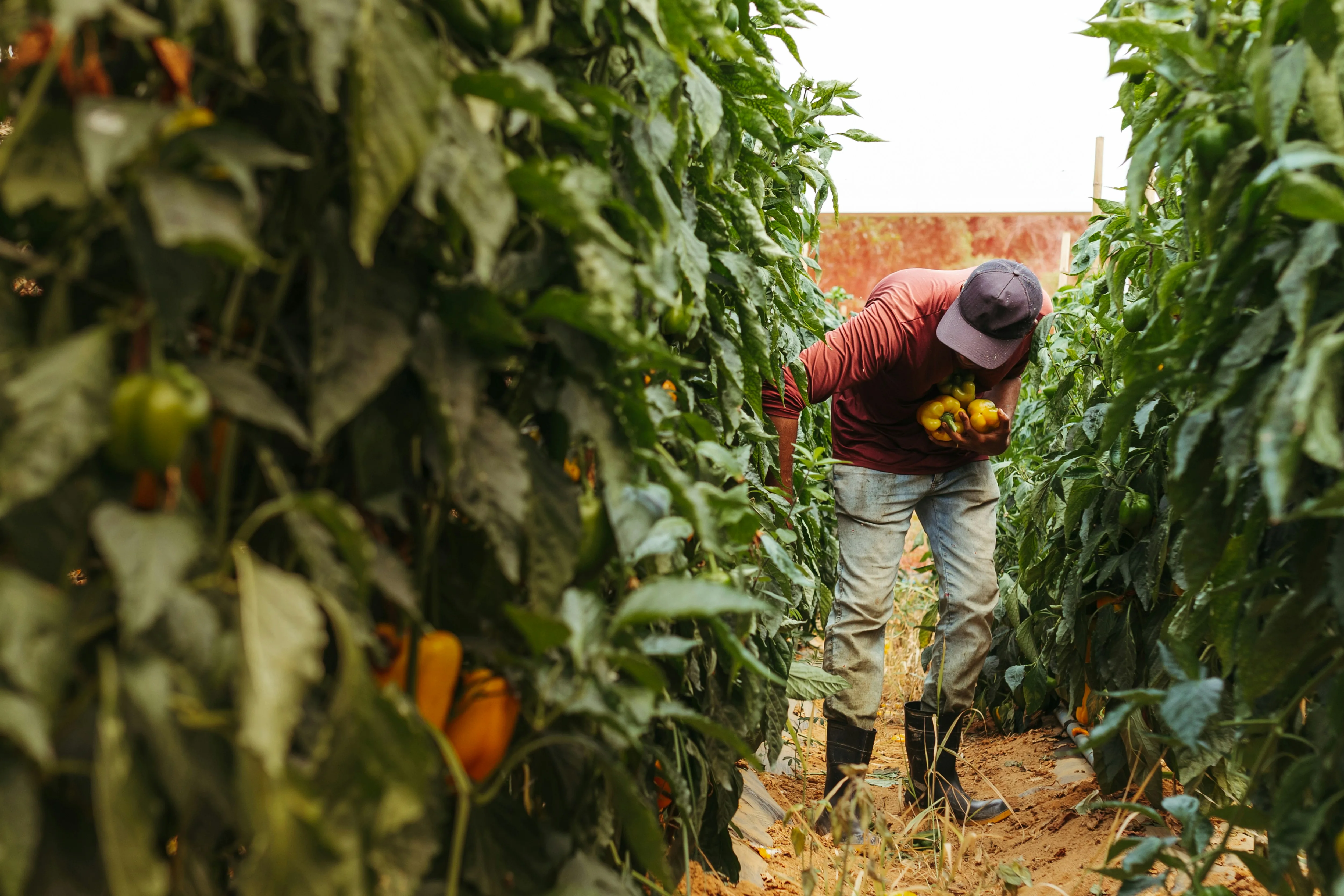 Farm worker harvesting peppers