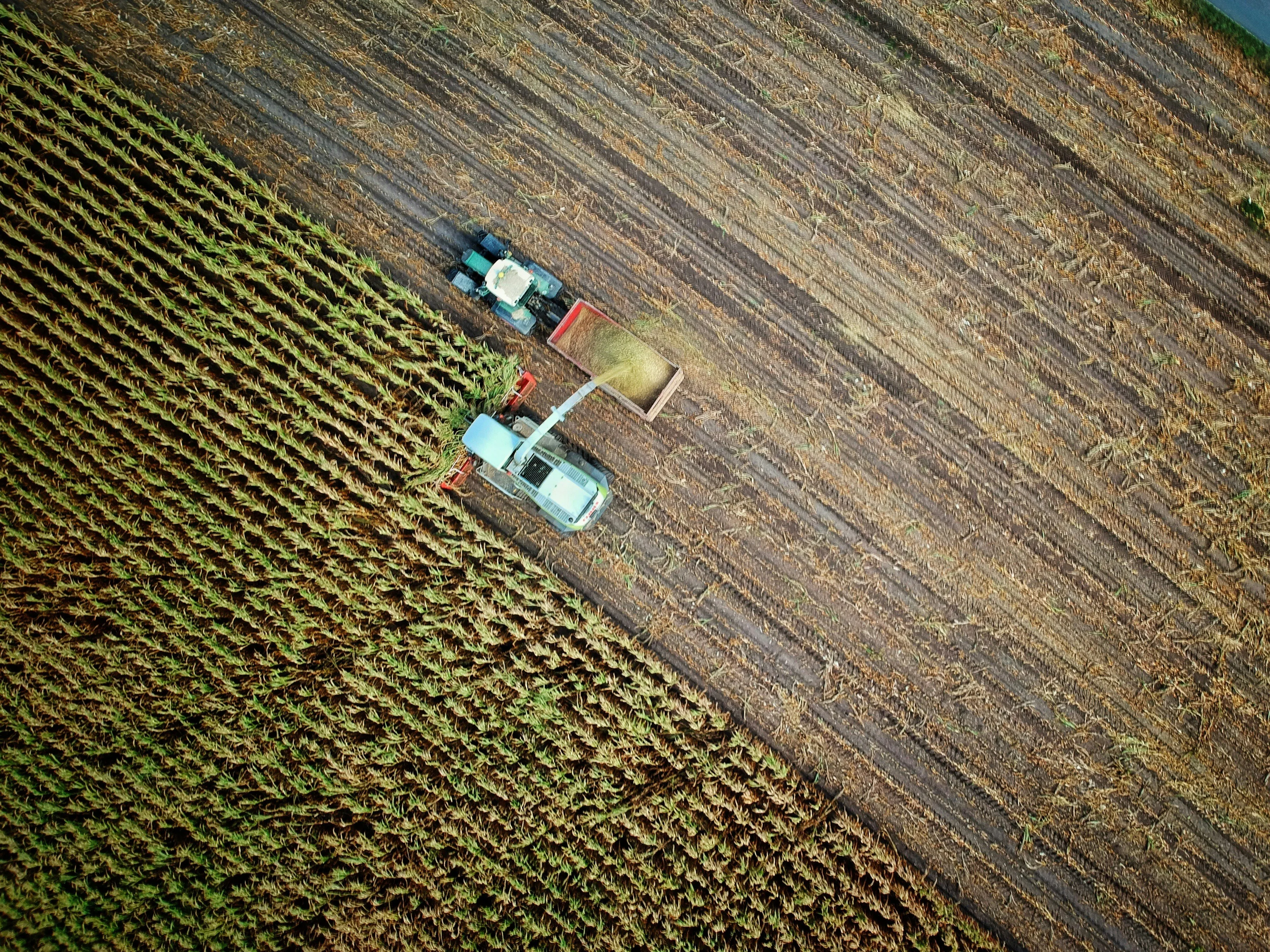 Combine harvester at work in a field