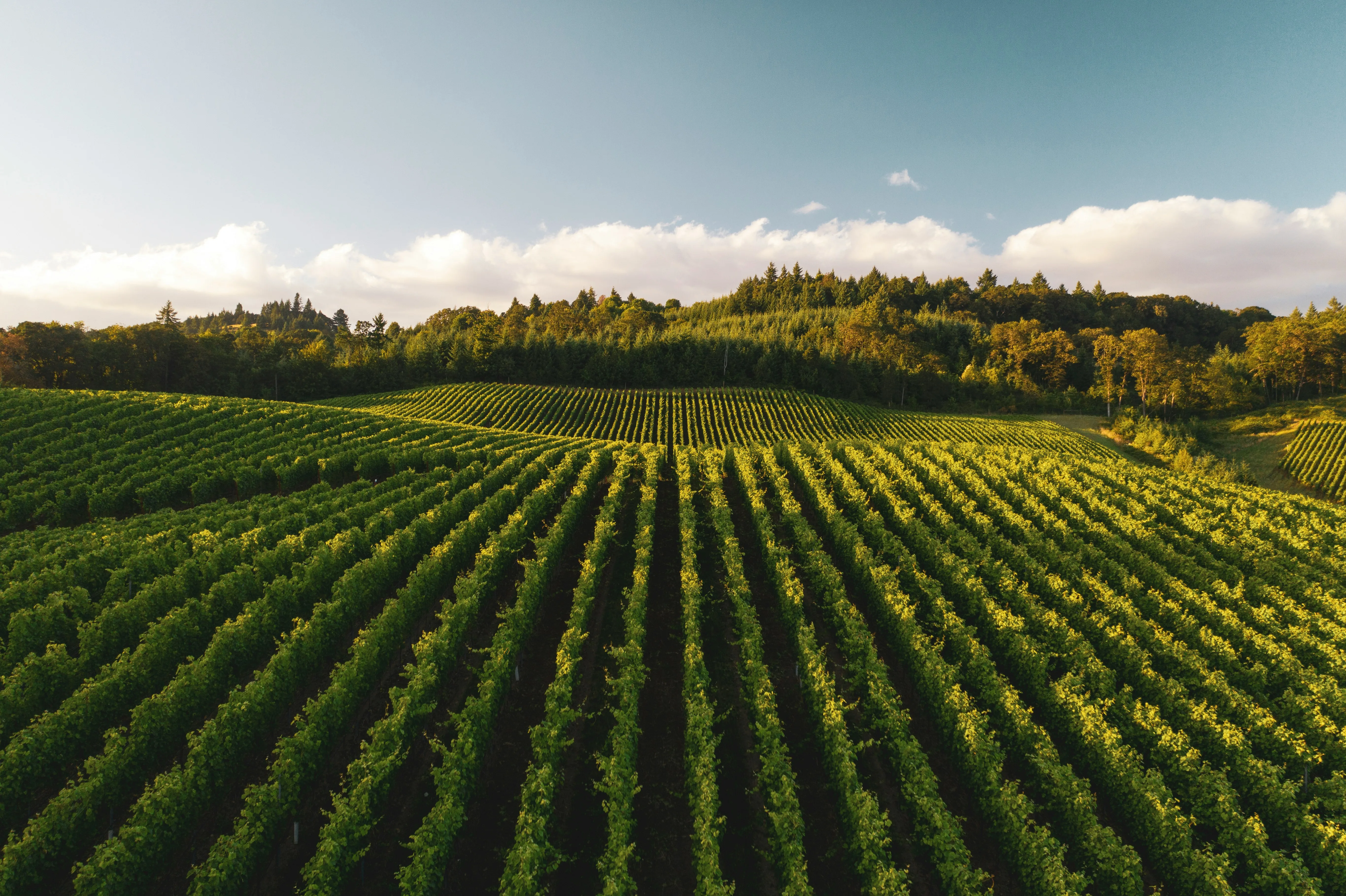 Aerial drone view of vineyard rows curving across a hillside in warm light