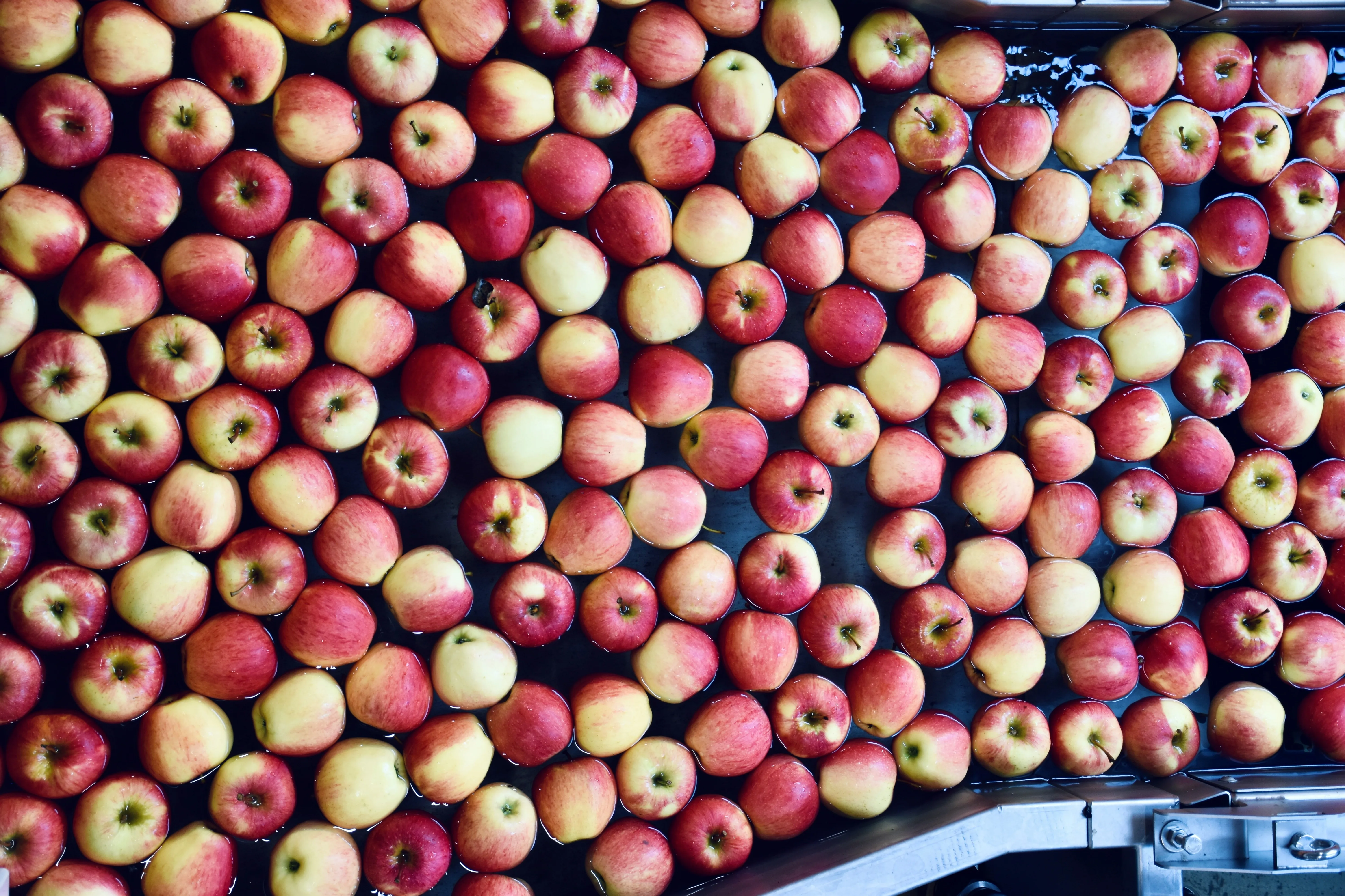 Overhead view of red apples on a sorting conveyor belt