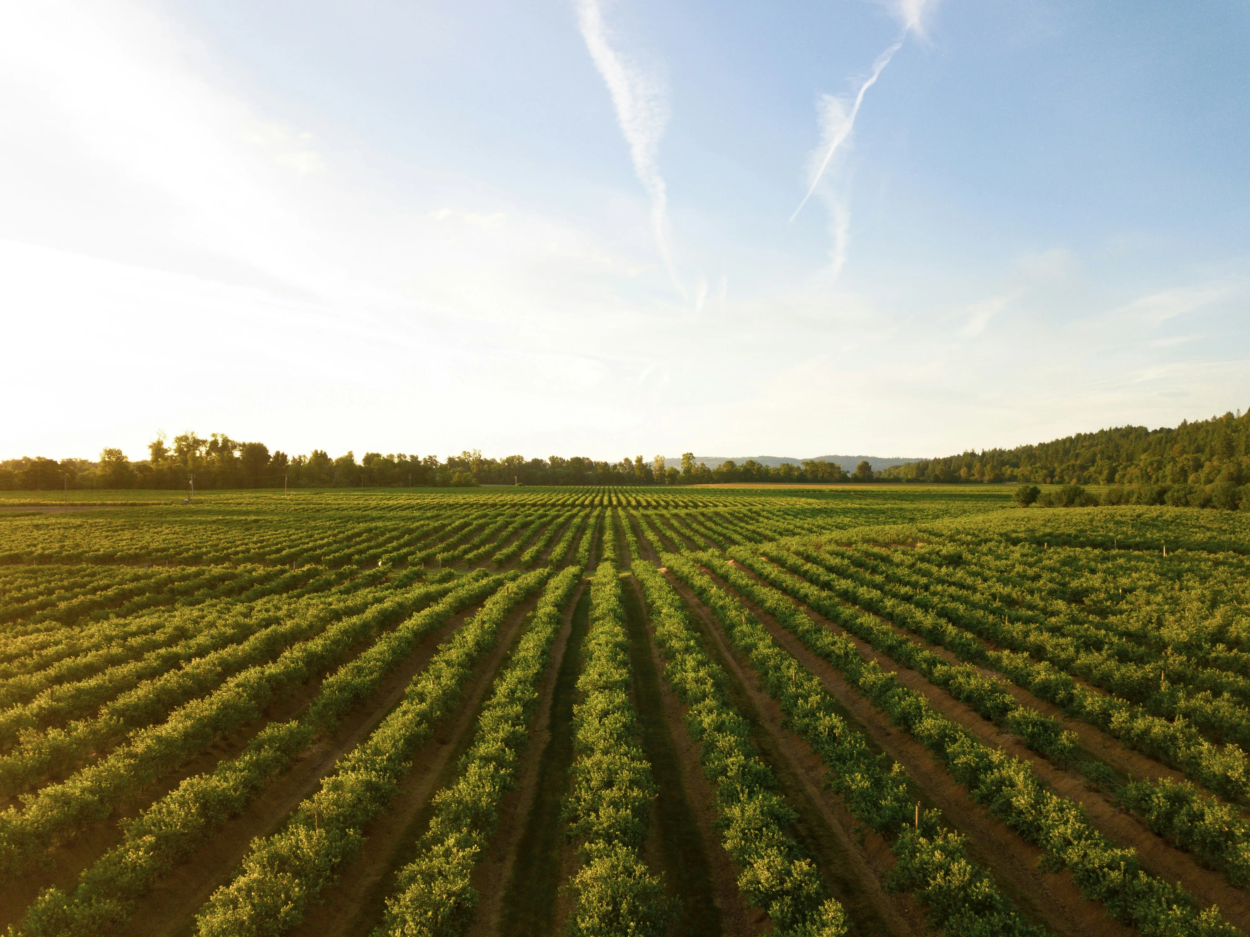 Aerial view of parallel crop rows across vast green farmland